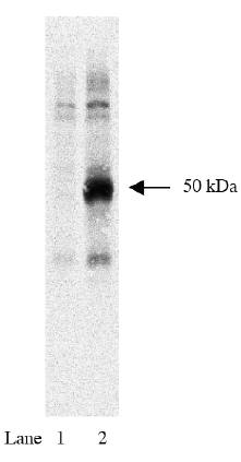 Mouse HA Tag Antibody
