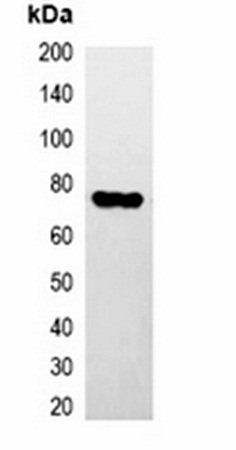 HA-tag antibody