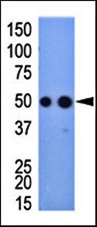 HA Tag antibody