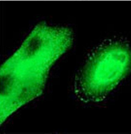 HA Tag antibody