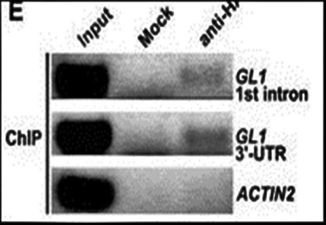 HA Tag antibody