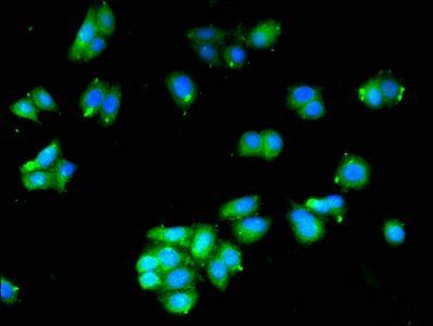 HAAO Antibody