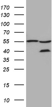HABP2 Antibody