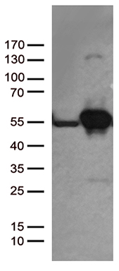 HACE1 Antibody