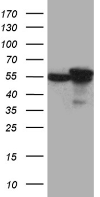 HACE1 Antibody