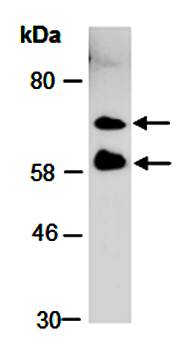 HAKAI (C) Antibody, Rabbit Polyclonal