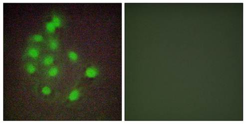 HAND1 Antibody