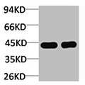 HAO1 Antibody