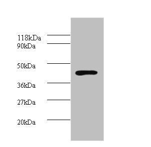 Hp Antibody