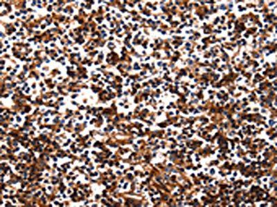 HP Antibody