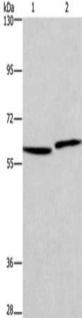 HAS1 Antibody
