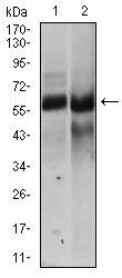 HAS2 Antibody