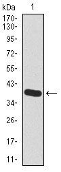 HAS2 Antibody