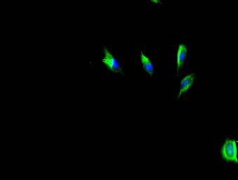 HAS3 Antibody