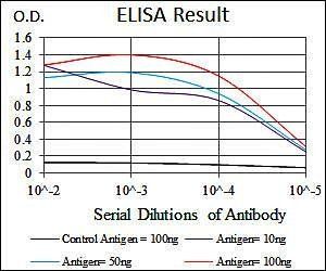 HAS3 Antibody