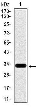 HAS3 Antibody