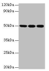 HAT1 antibody