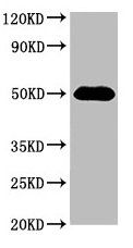 HAT1 antibody