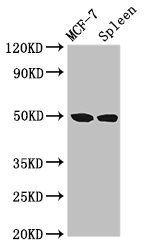 HAT1 antibody