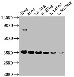 HA-Tag Monoclonal Antibody