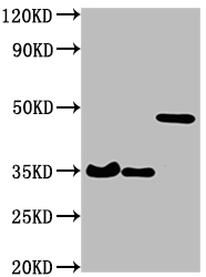 HA-Tag antibody