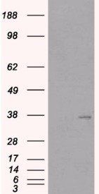 HAVCR2 antibody