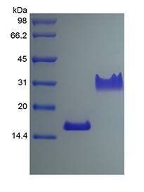 HB-EGF protein