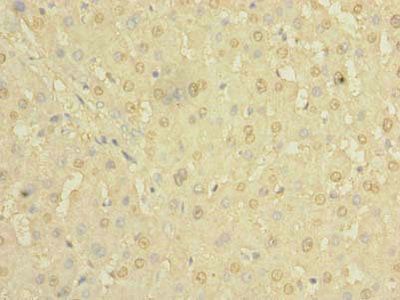 HBE1 Antibody