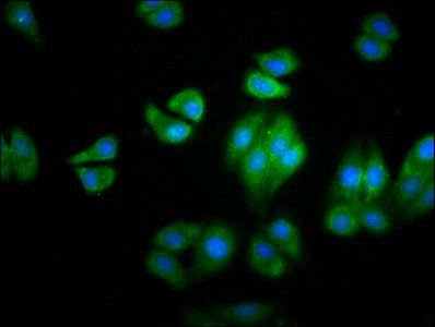 HBG2 Antibody