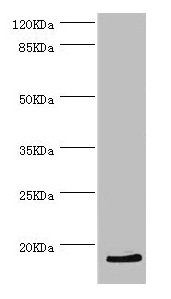 HBZ antibody