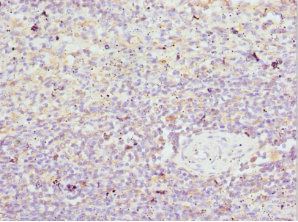 HBZ Antibody