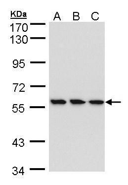 IKK beta antibody