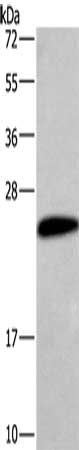 HCG antibody