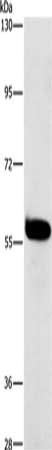 HCK Antibody