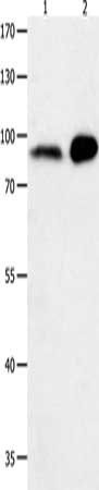 HCN1 Antibody