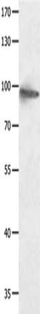 HCN1 Antibody