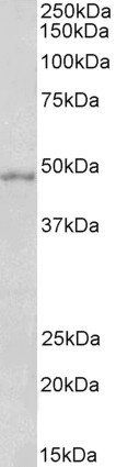 Goat anti-OX1R and OX2R Antibody