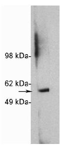 Rabbit Human HDAC1 Antibody