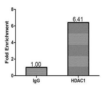 HDAC1 Antibody