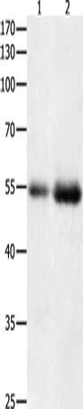 HDAC1 Antibody