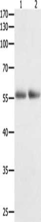 HDAC1 Antibody