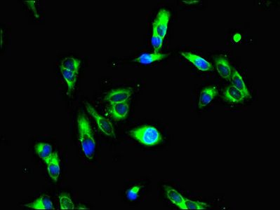HDAC10 Antibody