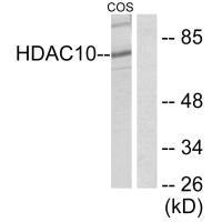 HDAC10 antibody