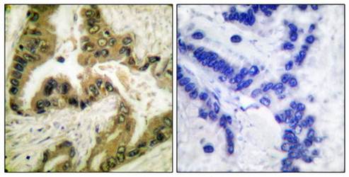 HDAC10 antibody