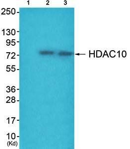 HDAC10 Antibody