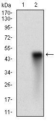 HDAC10 Antibody