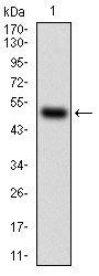 HDAC10 Antibody