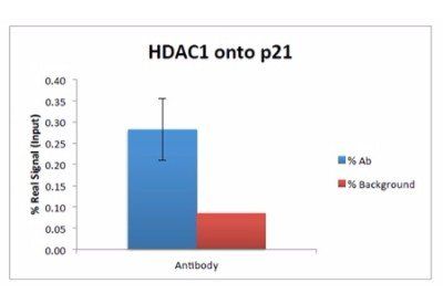 Goat anti-Histone Deacetylase 1 Antibody