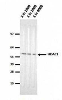 HDAC1 Monoclonal Antibody