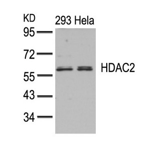 HDAC2 (Ab-394) Antibody